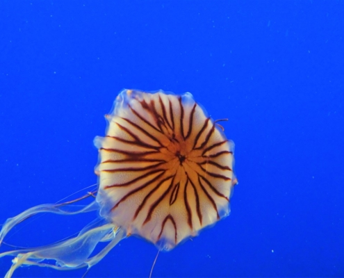 Vancouver Aquarium, Vancouver, Canada