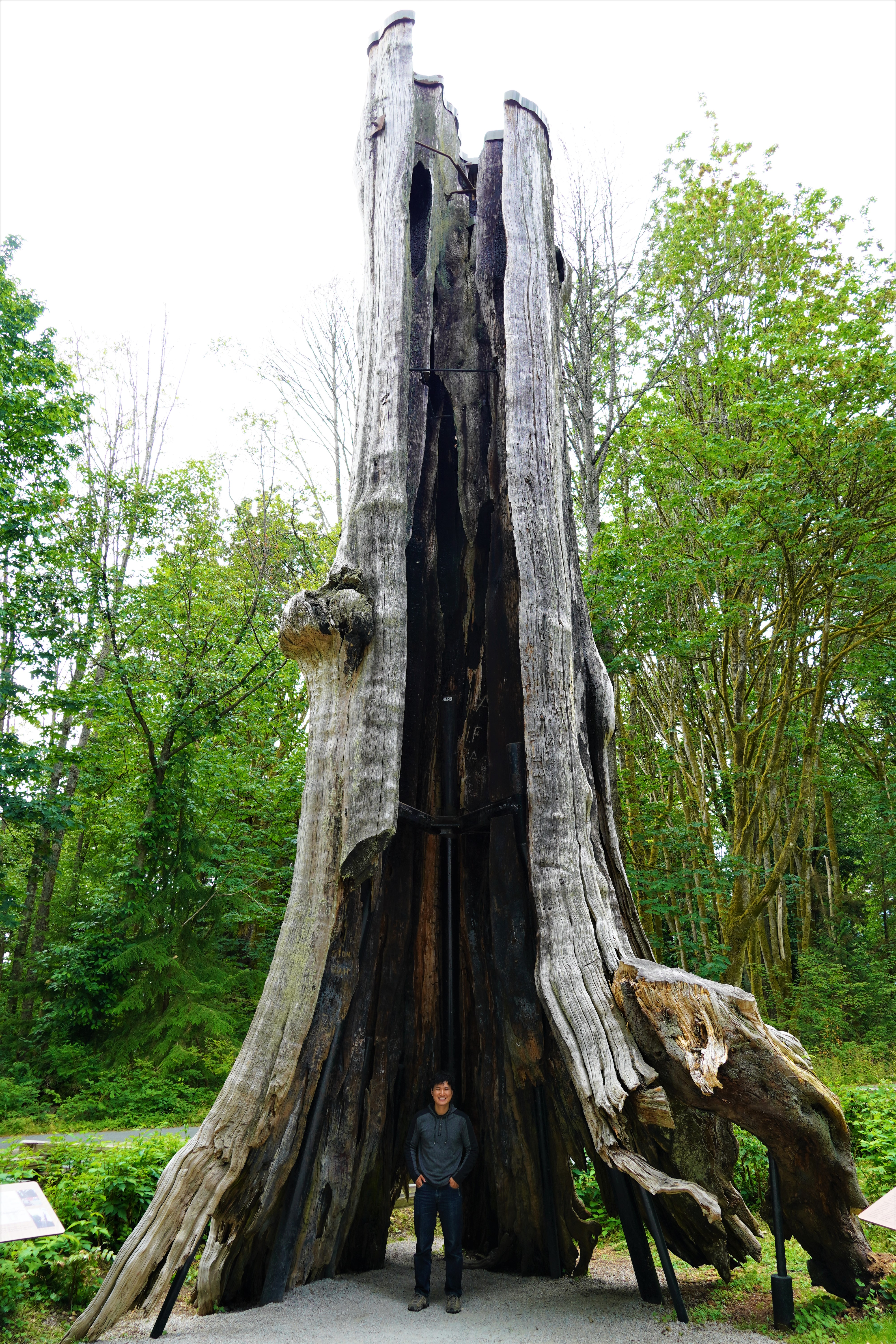 Ace in the Hollow Tree, Stanley Park, Vancouver, Canada