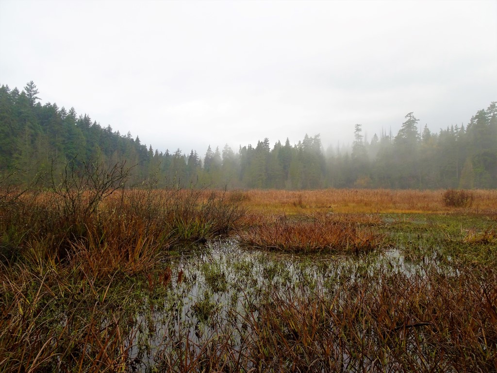 Beaver Lake, Stanley Park, Vancouver, Canada