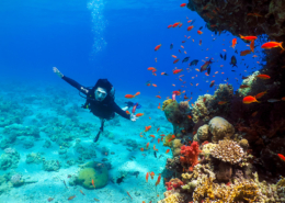 Ace Diving near a Coral Reef, Eilat, Israel