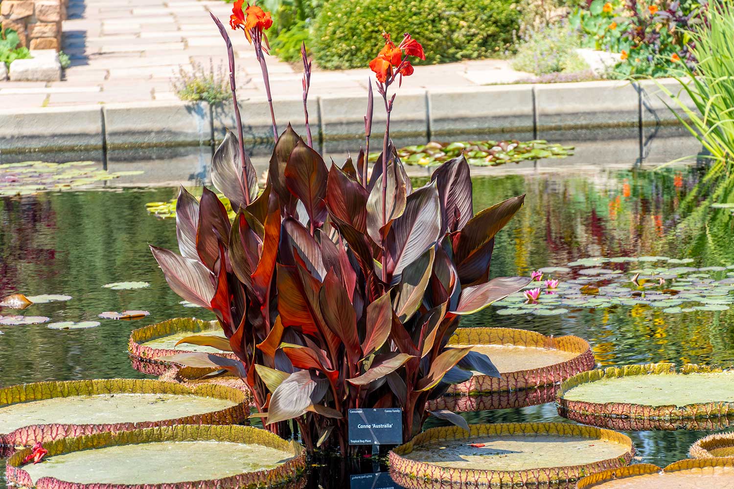 Canna Australia, Denver Botanic Gardens, Colorado, United States