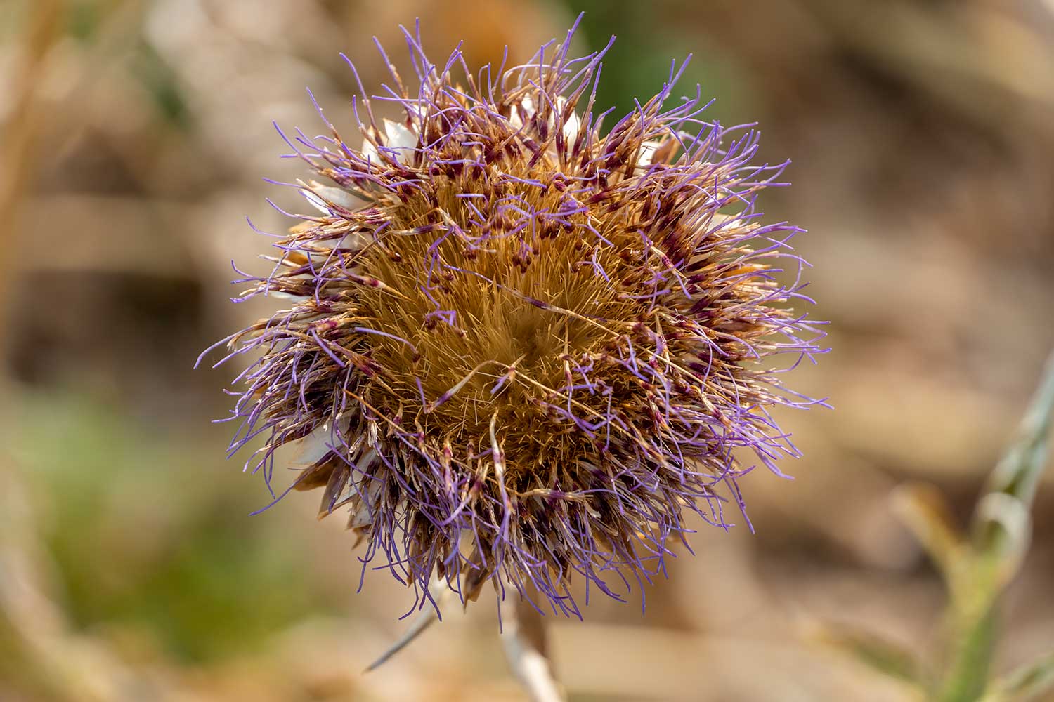 Desert Plant 1, Red Butte Garden, Salt Lake City, Utah, United States