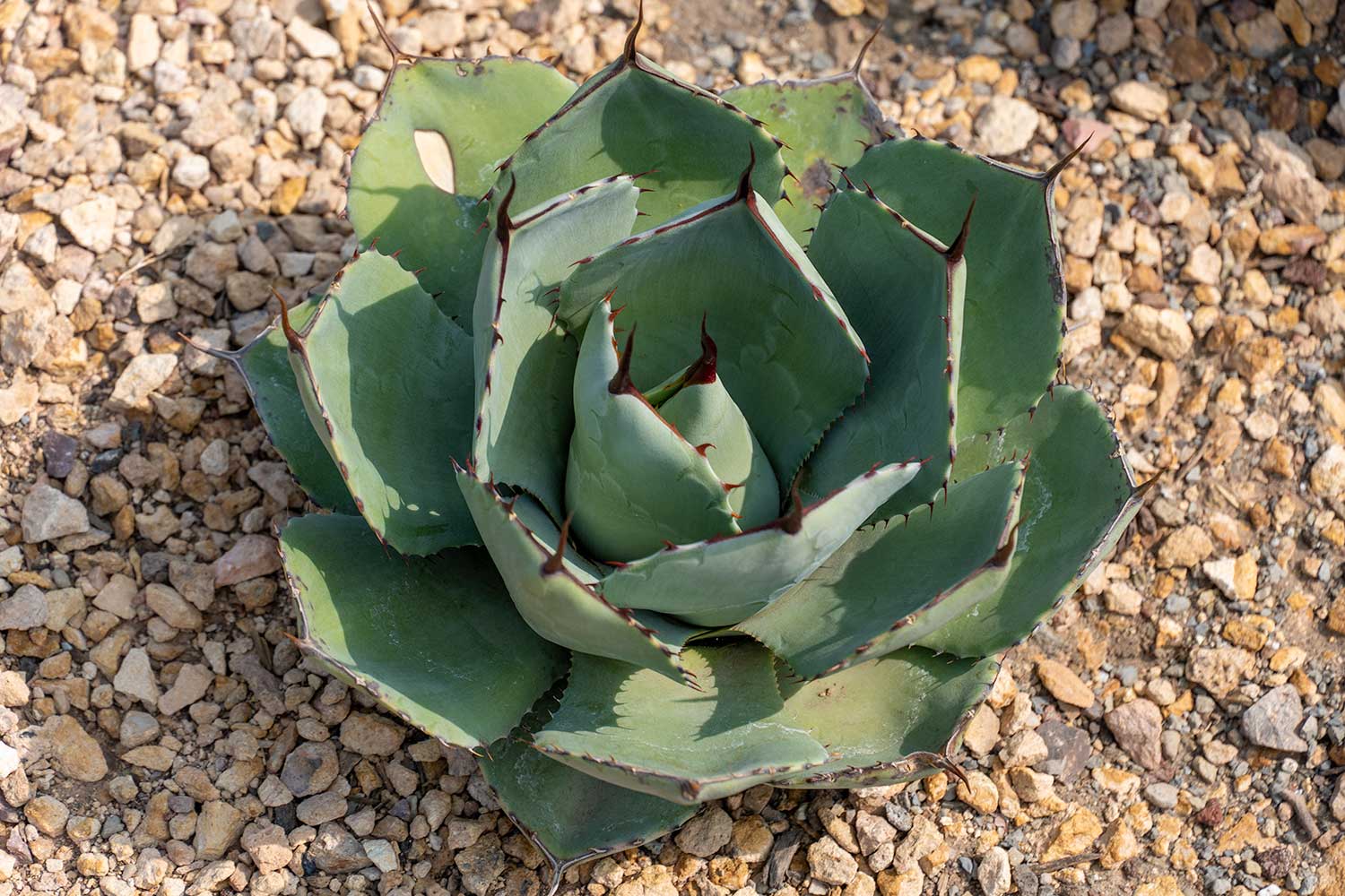 Desert Plant 2, Red Butte Garden, Salt Lake City, Utah, United States