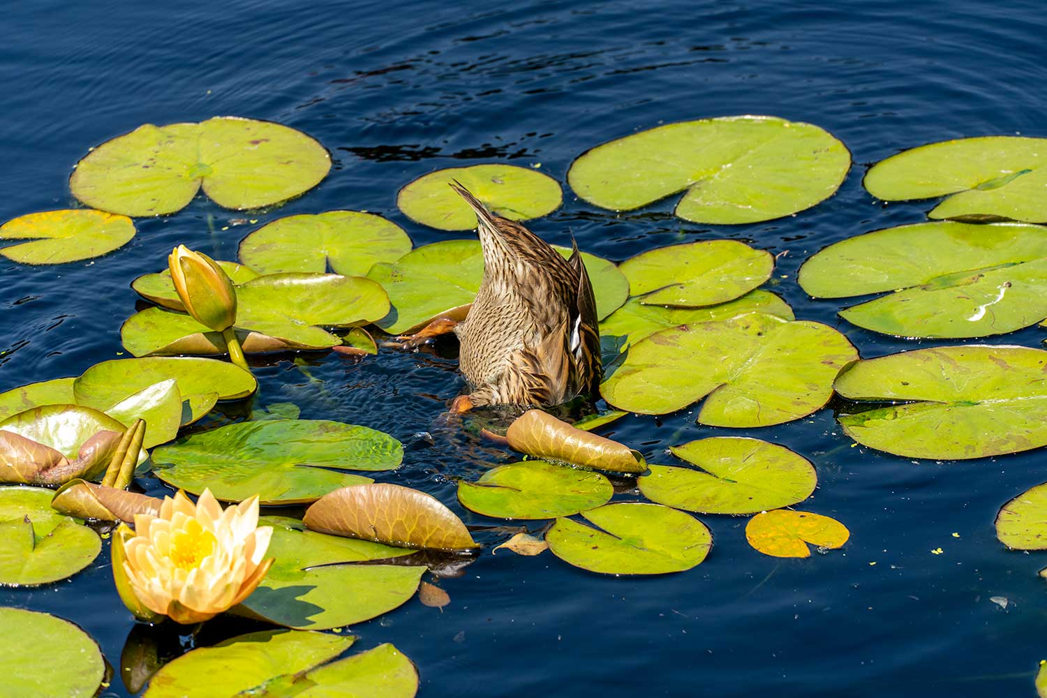 Duck, Denver Botanic Gardens, Colorado, United States