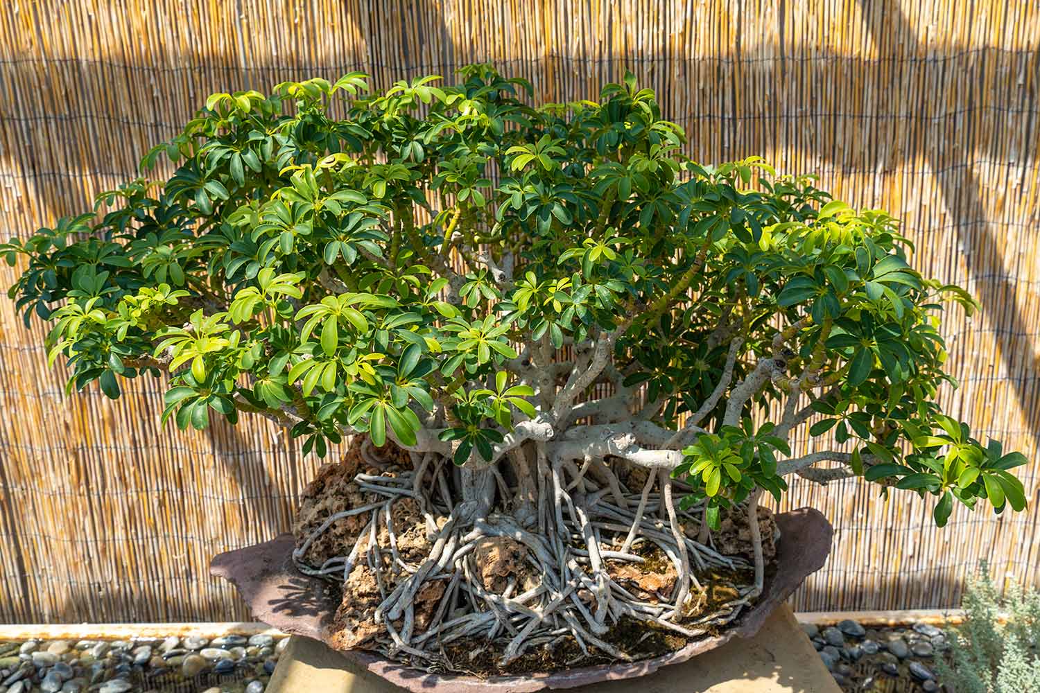 Dwarf Umbrella Tree, Bonsai Pavilion, Denver Botanic Gardens, Colorado, United States