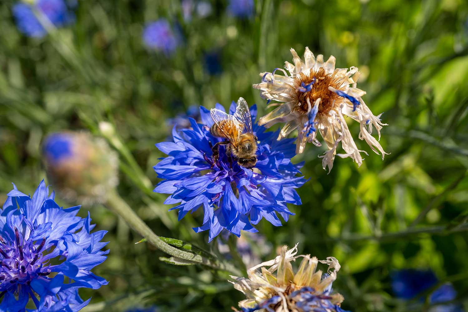 Flower and Bee, Denver Botanic Gardens, Colorado, United States