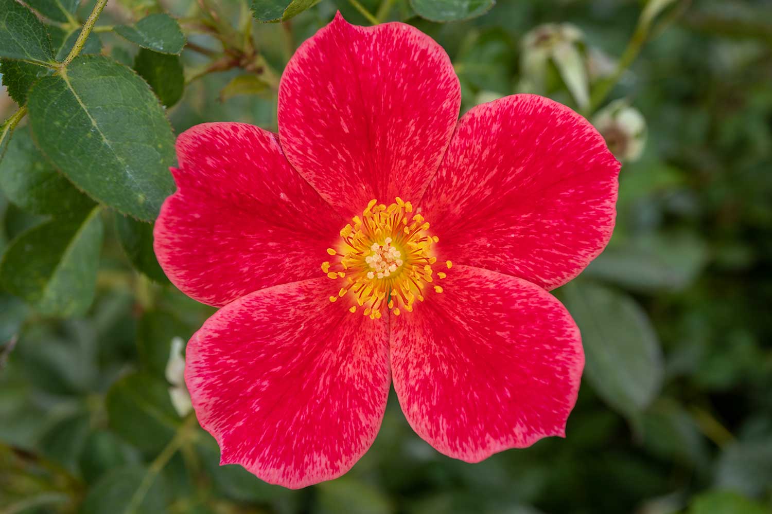 Imposter Rose, Red Butte Garden, Salt Lake City, Utah, United States