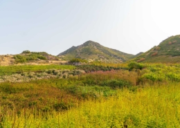 Red Butte Garden Landscape, Salt Lake City, Utah, United States