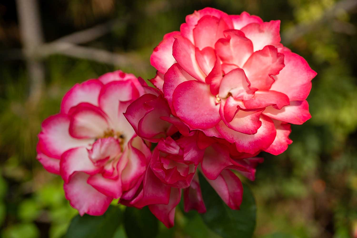 Scarlet-Crimson Rose, Red Butte Garden, Salt Lake City, Utah, United States