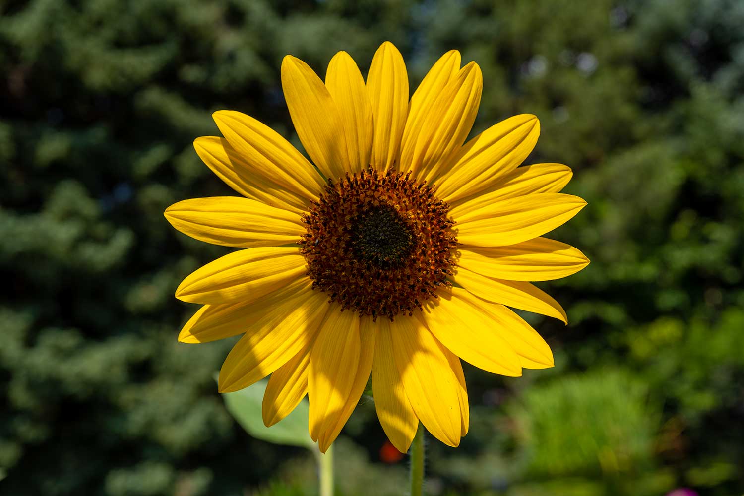 Sunflower, Denver Botanic Gardens, Colorado, United States