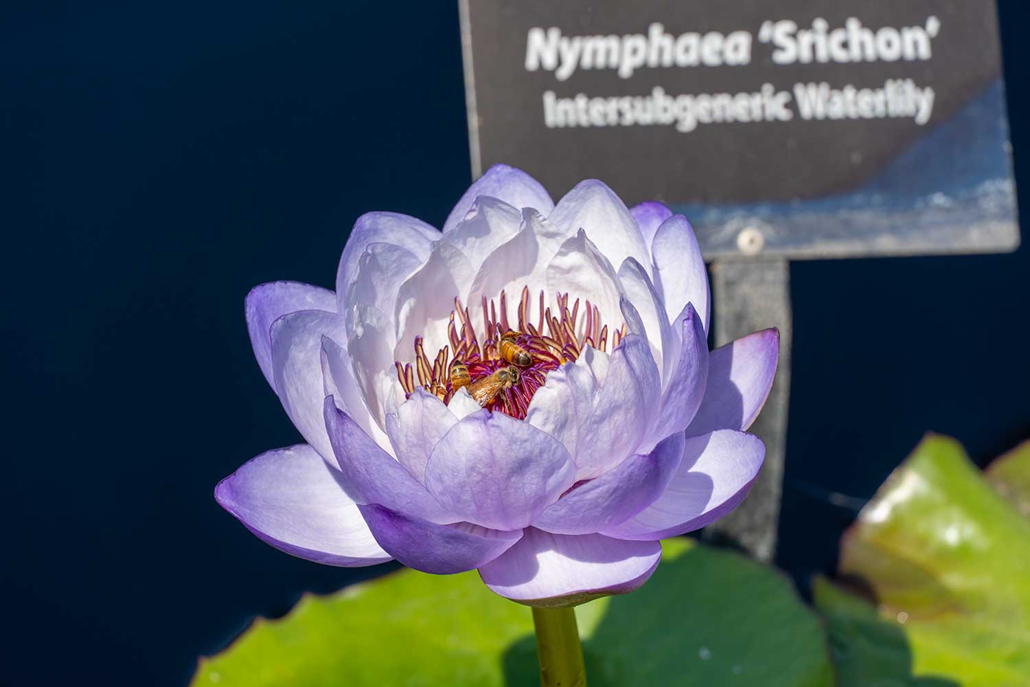 Water Lily, Denver Botanic Gardens, Colorado, United States